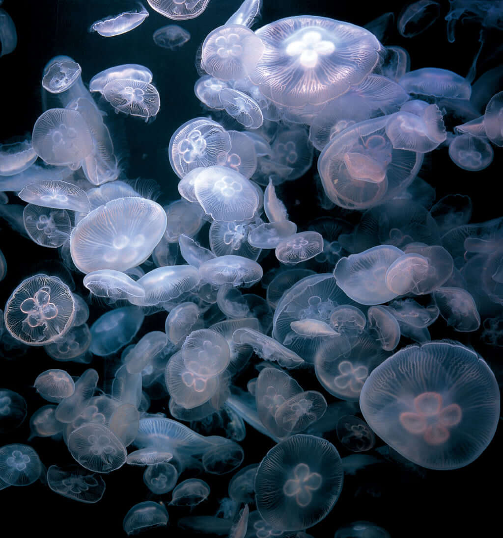 Jellyfish aquarium shop