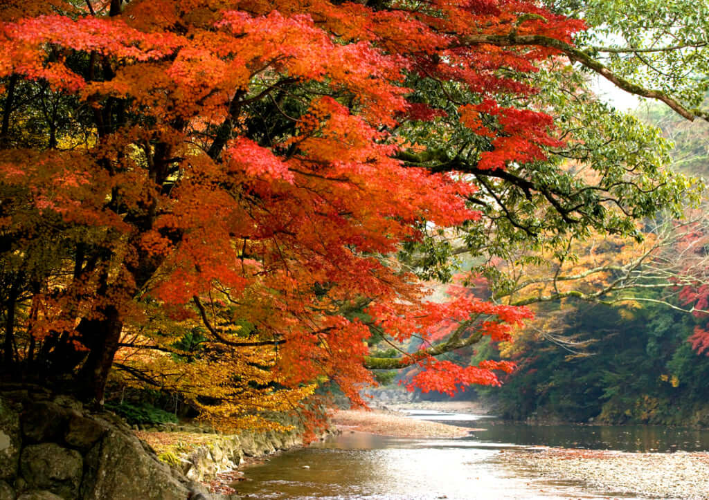 The Awe-inspiring Nature Protects Ise Jingu / Pen ペン