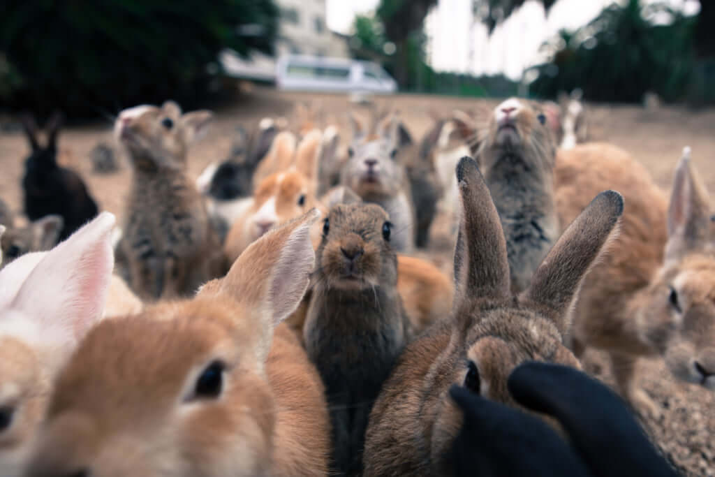 Okunoshima, the Island That's Home to Hundreds of Wild Rabbits / Pen ペン