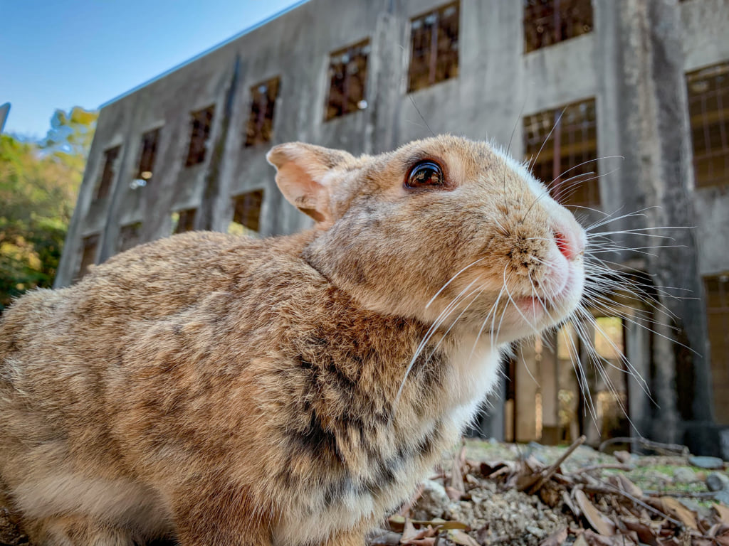 Okunoshima, the Island That's Home to Hundreds of Wild