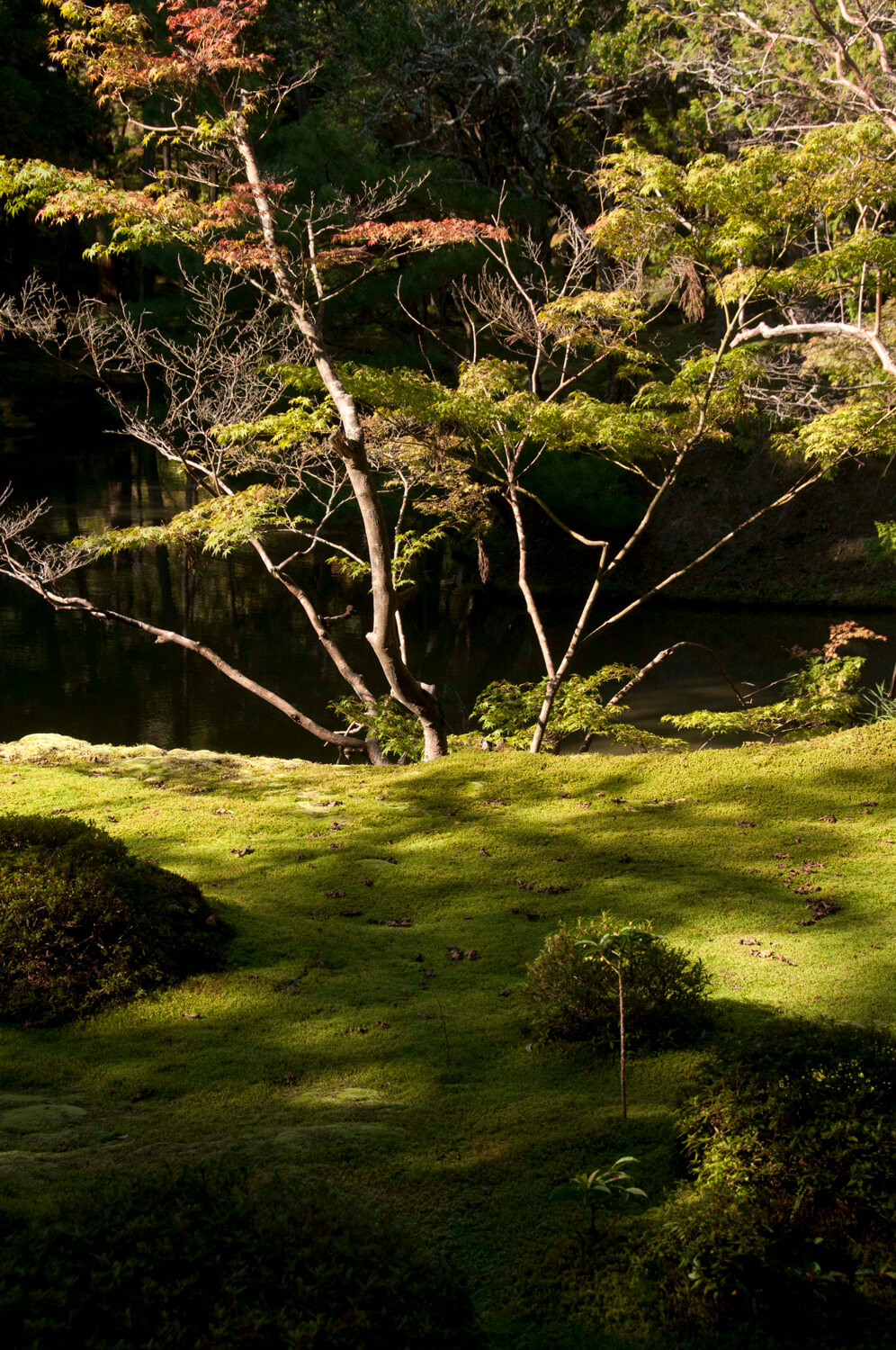 Чудо-дерево(不思議な木)

幼児用絵本　洋書 Kawanabe Kyōsai 河鍋暁斎 - Never Seen Before: True Picture