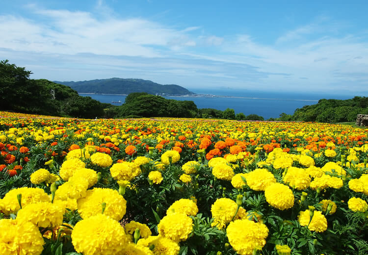 Nokonoshima The Island Of Seasonal Flowers Pen