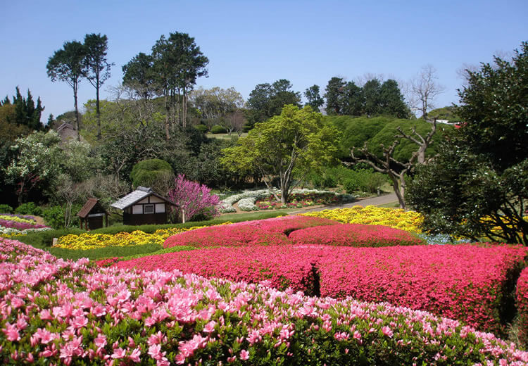 Nokonoshima The Island Of Seasonal Flowers Pen