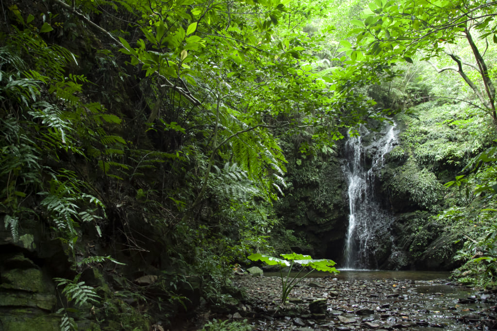 The Flourishing Subtropical Forest of Okinawa / Pen ペン