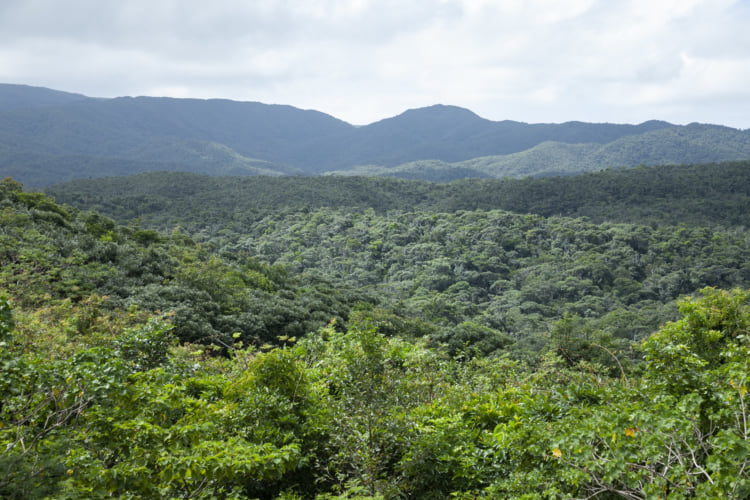 The Flourishing Subtropical Forest of Okinawa / Pen ペン