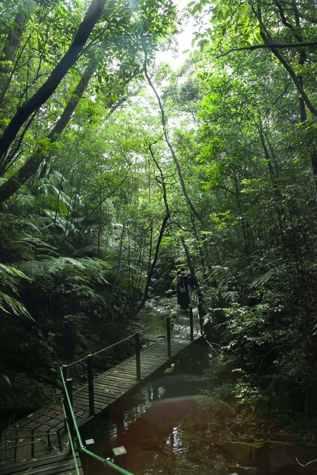 The Flourishing Subtropical Forest of Okinawa / Pen ペン