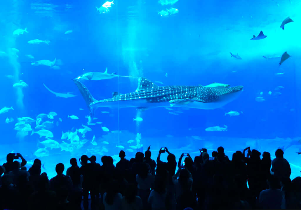 Exploring the Waters at the Churaumi Aquarium in Okinawa / Pen ペン