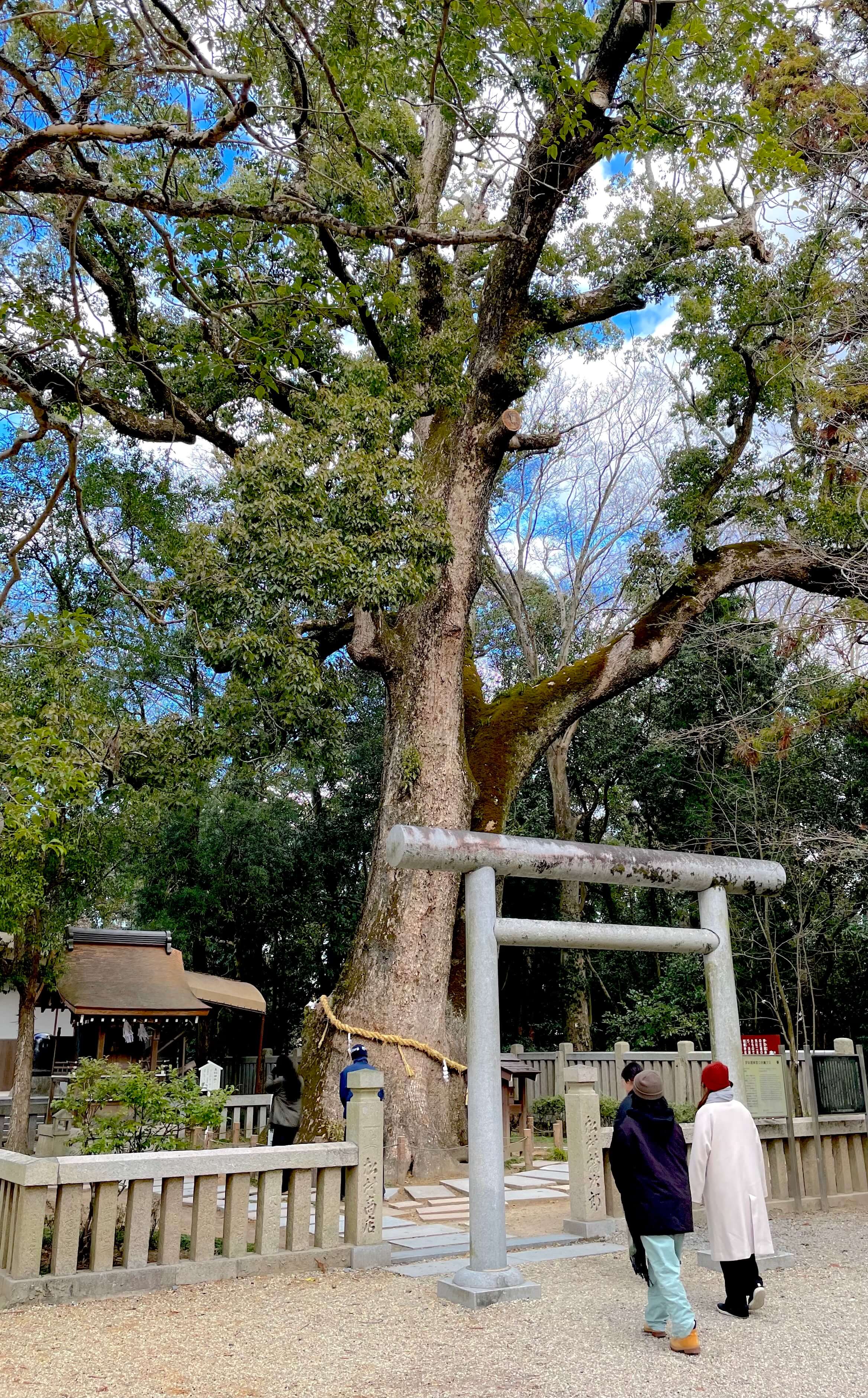 Fohisha spermani oziqlantiradi